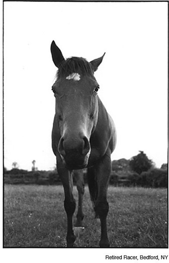 Retired Racer, Bedford NY